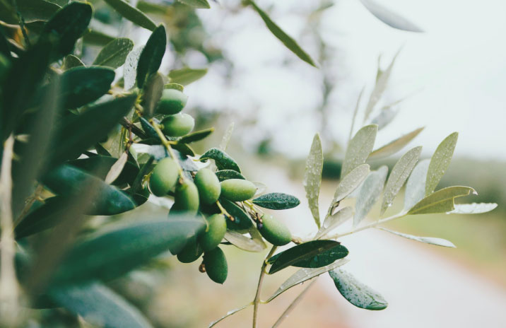 merenda-nell'oliveta-2021